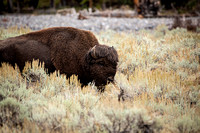 Yellowstone